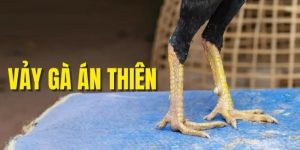 Vảy gà án thiên là gì? Bật mí những hữu ích dành cho kê thủ