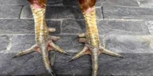 Vảy gà xấu là gì? Các loại vảy xấu mà người chơi nên tránh