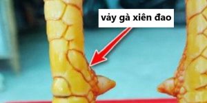Vảy xuyên đao - Cách nhận biết đơn giản dành cho sư kê